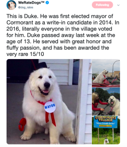 doggos-with-jobs: Duke the Mayor will forever