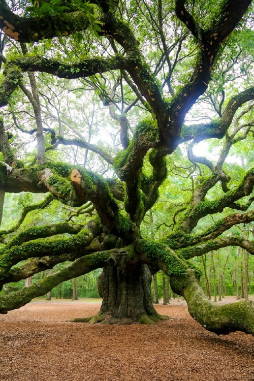 sublim-ature:  Angel Oak, Charleston, South CarolinaChad Hinton 