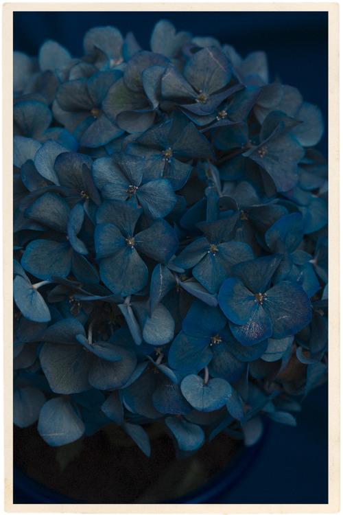 stanford-photography:  Hydrangea Quiet Blues