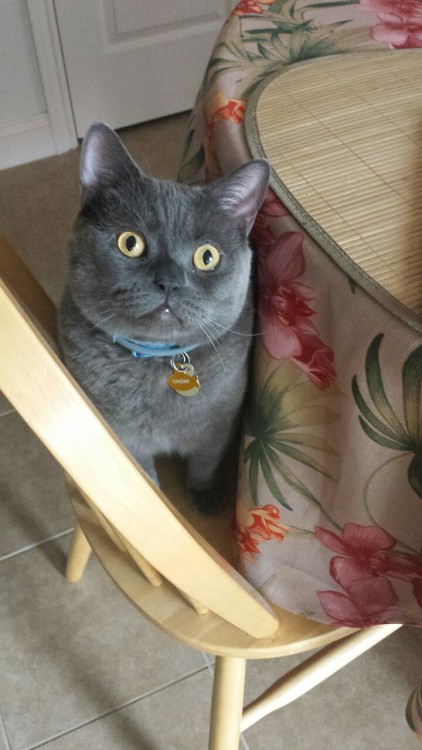 adorkablesteph:He thinks he’s people.