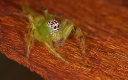 libutron:  Northern Green Jumping Spider - Mopsus mormon  The genus Mopsus has only one species, Mopsus mormon (Araneae - Salticidae), which is the largest Australian jumping spider (15-18mm). These salticids are large, beautiful, fast spiders and