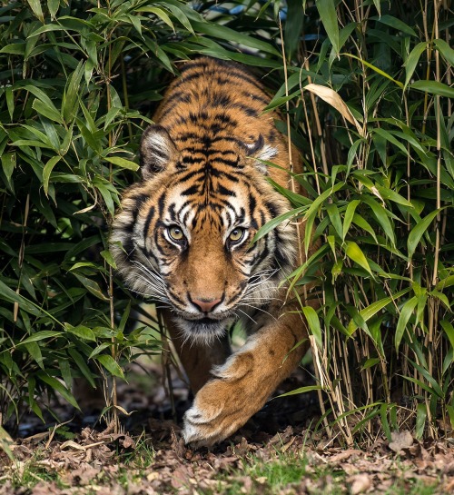 beautiful-wildlife:Amur Tiger by Colin Langford