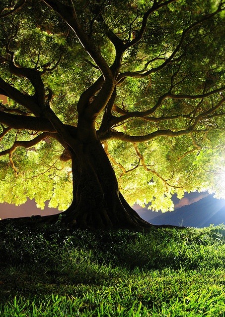 opticallyaroused:  Outrageously Beautiful Trees