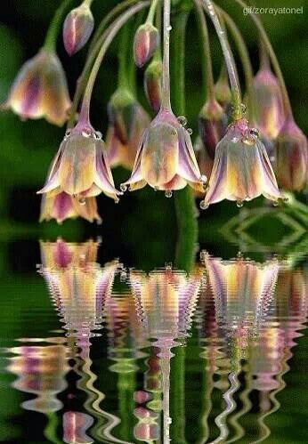 flowersgardenlove:  Flower bells reflect Beautiful gorgeous pretty flowers 