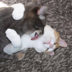 fantasticcatadventures:NSFW!!!