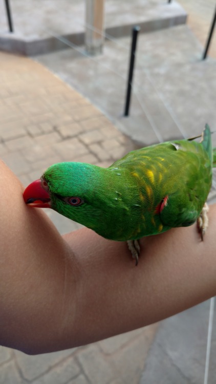 Hung out with Perry, a Scaly-breasted Lorikeet at work today! Rainy days are slow days at the zoo.