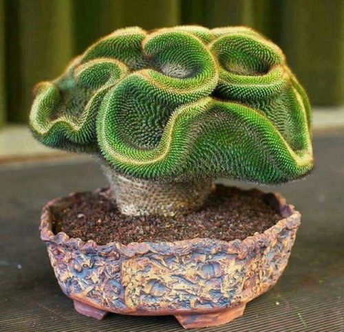end0skeletal: Succulents!1. Spiral Aloe2. Lithops (Living Stone)3. Mammillaria mystax 4. Queen Victo