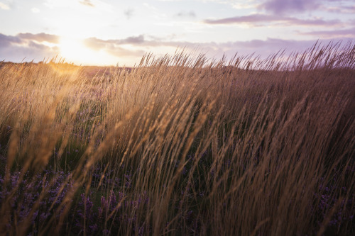 ardley: The Quantock Hills This is the most incredible time of year - the end of English Summer. The