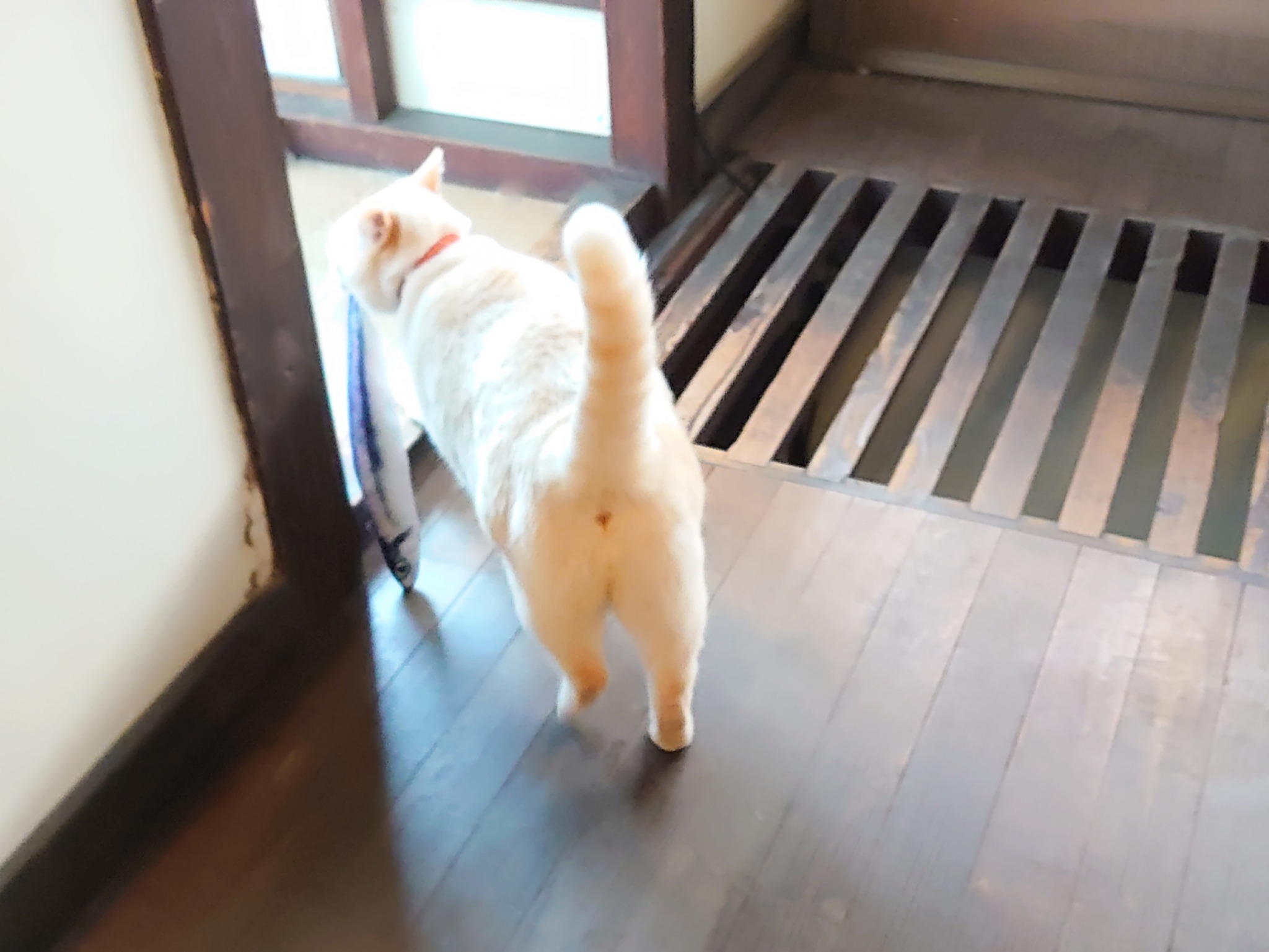 straycatj:家主が…なんかくれたですMy landlady gives me something… これは…What’s this…? オレのです！もうオレのですから！It’s mine! It’s already mine! I never return! 