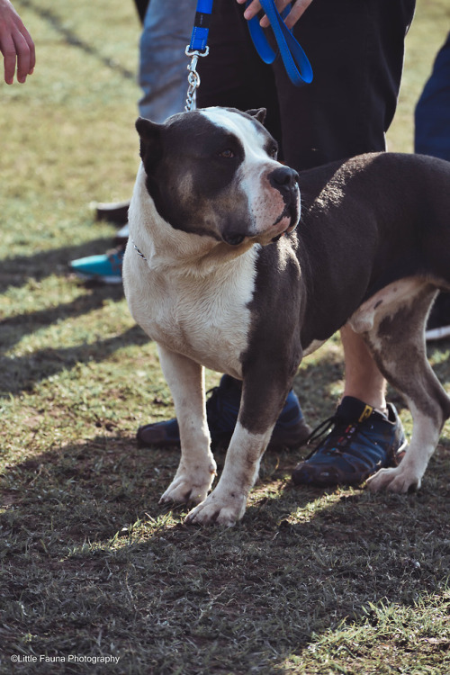 I went to a Bully Breed dog show and took some photos. I loved it!