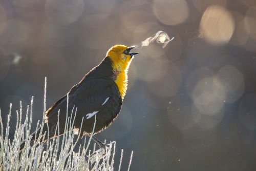 It’s National Bird Day…that’s it…that’s the tweet.Photo of a yellow-headed black bird,