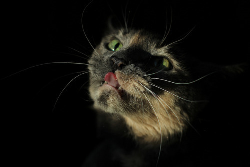 nospheratusblack666:  cute—animal—blog:HTT! by wee3beasties on Flickr.