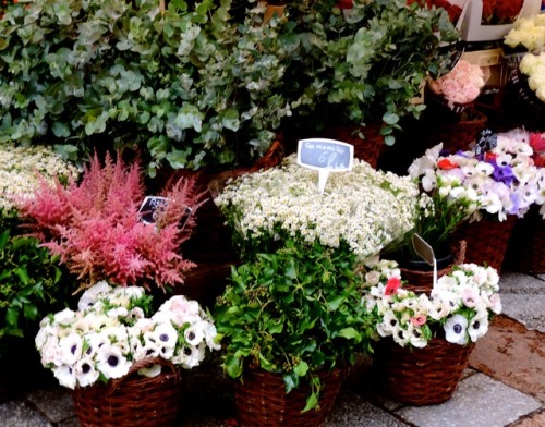 Fleurs d'automne, fleuriste, rue Cler, Paris, 2017.