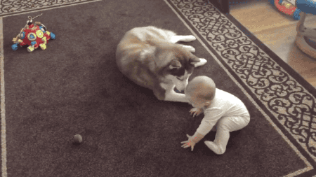 gifsboom:Siberian Husky plays gently with baby. [video]