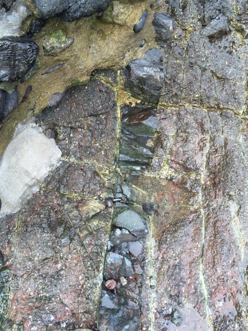 aresvallis: Gabbro and basalt dykes in red serpentinite rocks. Coverack, Cornwall