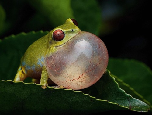 A Beddome&rsquo;s bush frog in the tea plantations of Munnar, Kerala // Thanks to @adithya.ags f