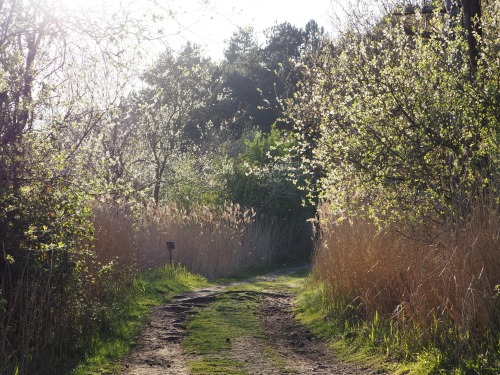 Evening walk, HolkhamApril 2022