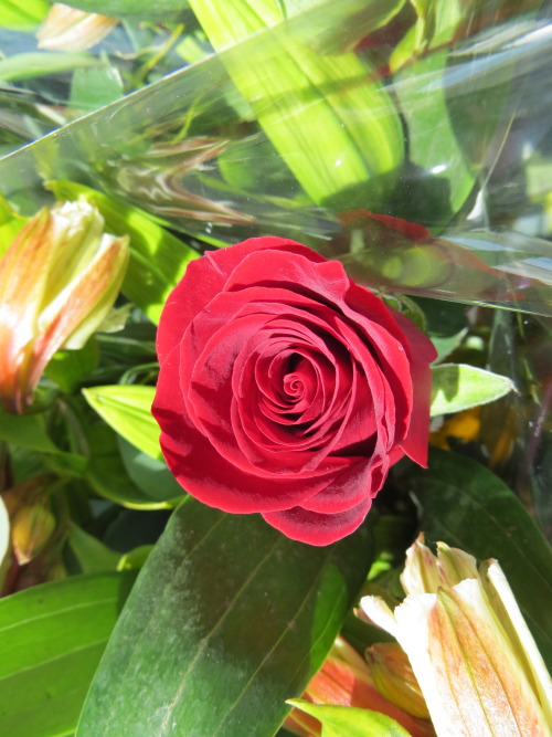 Single red rose