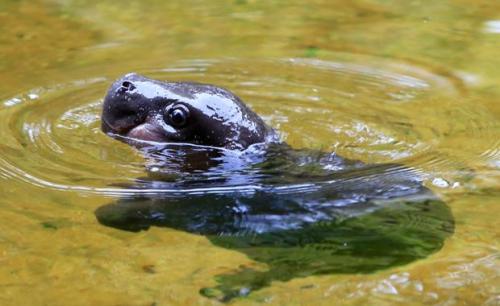 earthlynation:  A baby Pygmy Hippopotamus born in early June at the Melbourne Zoo is learning how to