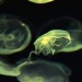 mardyxbvm-deactivated20201119:Enjoy some Jellies and pals :) 