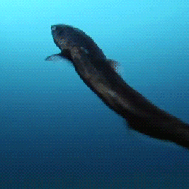 gentlesharks:The Lantern shark is one of only three types of shark that can produce