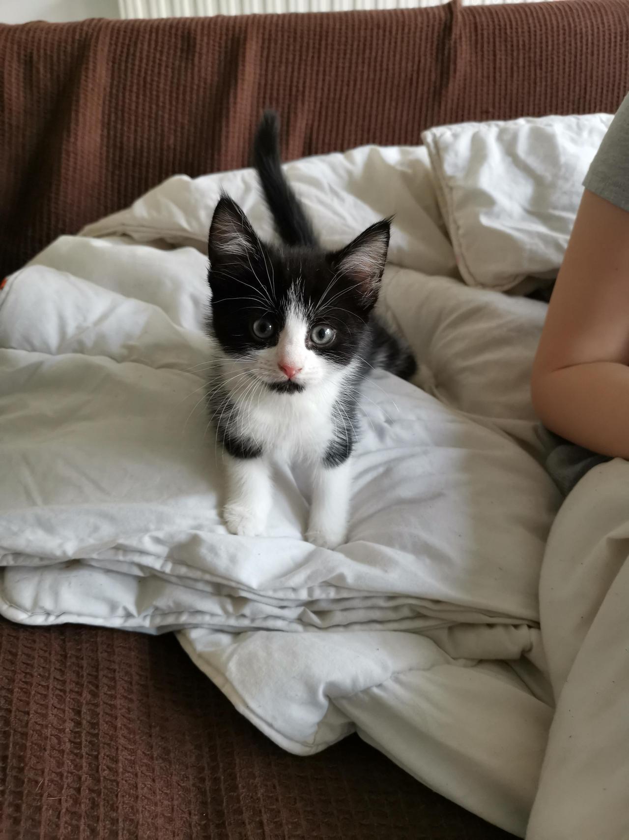 cutecornflakes:  Recently lost my cat Bert to the big C. Didn’t think that I’d