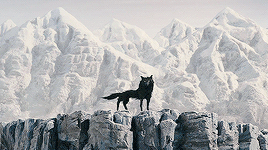 spankjonze:Why a fox? Why not a horse, or a beetle, or a bald eagle? I’m saying this more as, like, 