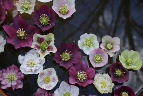 gardenmuse:Lovely floating beauties in the gardens at Pine Knot Farms Hellebore Festival. 