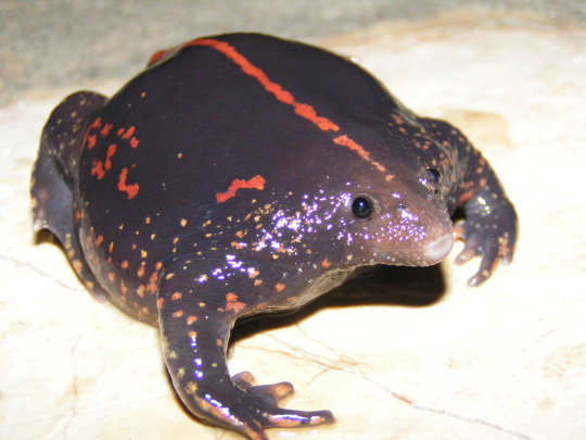 frogsuggest: friend of the day! you’ve met handsome roundboy, now we introducing….  His Royal Flatness, mexican burrowing toad! SO FLAT! i am swooning a face of a king perfect is he body i trust him I love him beautiful smile of toad he know you