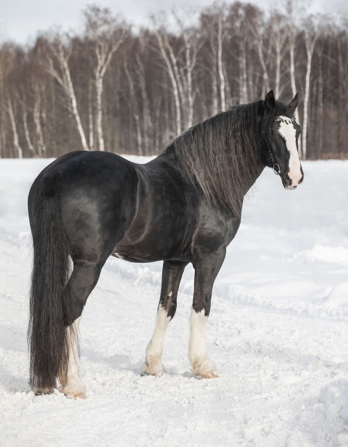 russianhorses:Vladimir Heavy Draft stallion Kara-Aldyn