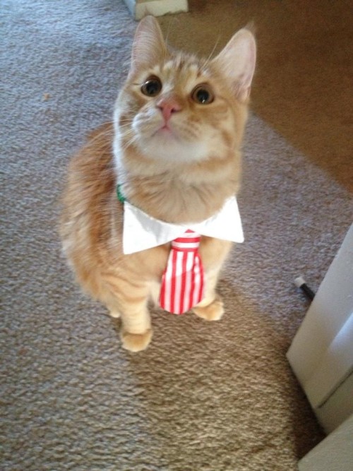 catsbeaversandducks:Successful Business Cats Who Have a Message for You“Bad news. I need you to work on Caturday.”Photos via Cats in Business Attire