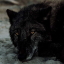racewithwolves