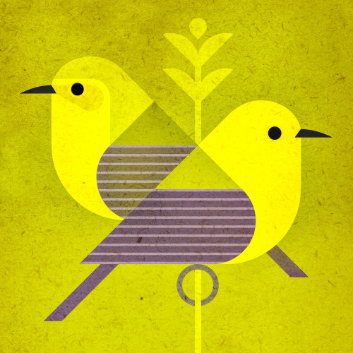 Prothonotary Warblers, a species being studied by the Bird Genoscape Project, which maps bird popula