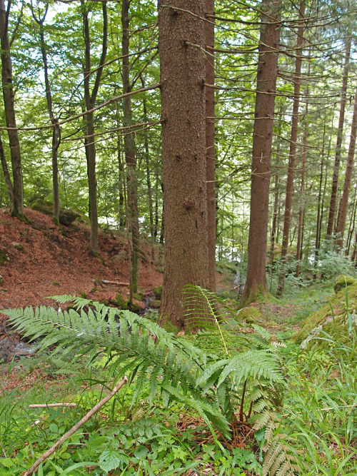 Fern