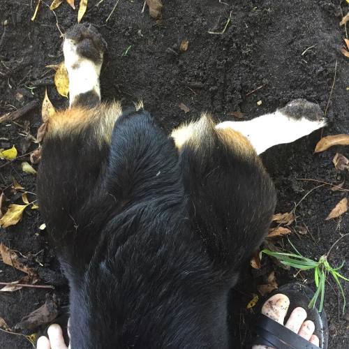 Shout out to @oakleyannie_thecorgi &rsquo;s puppy Tatiana for the cutest splooty booty ever