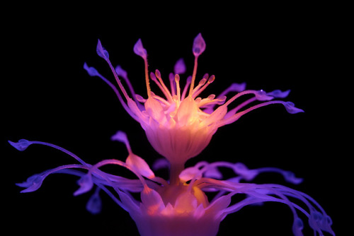 pipcomix: bisexual-bifurcations: timeflow-x: luna-aurora: itscolossal: 4D-Printed Aquatic Plants Spr