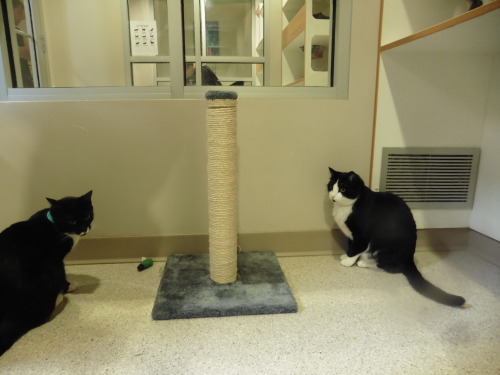 butwilltherebekitties: some kittehs I visited a while back at the Humane Society