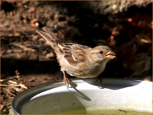 fotofreddy:Drinking female sparrow