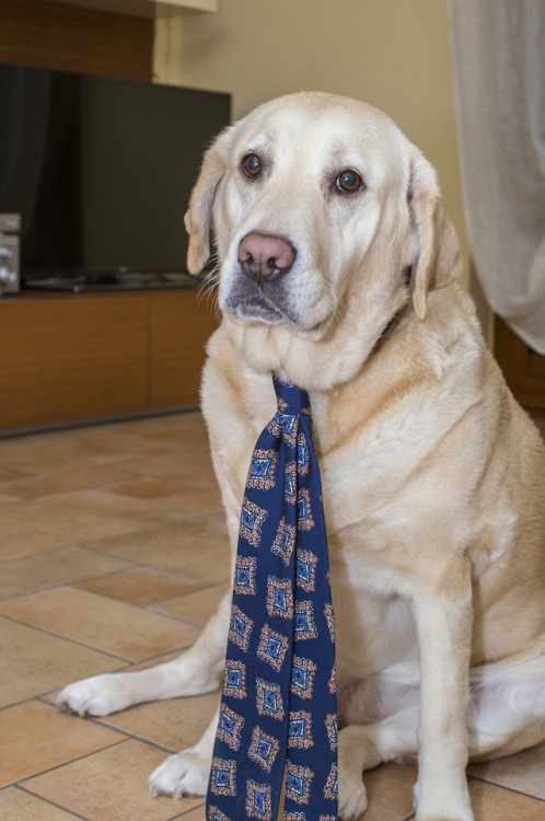 nicolaradano: Penelope our mascotte, is wearing (of course) URUS, 3Fold tie from our new S/S collect
