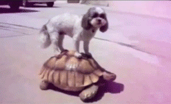 phototoartguy:  Onward To Victory!!! 