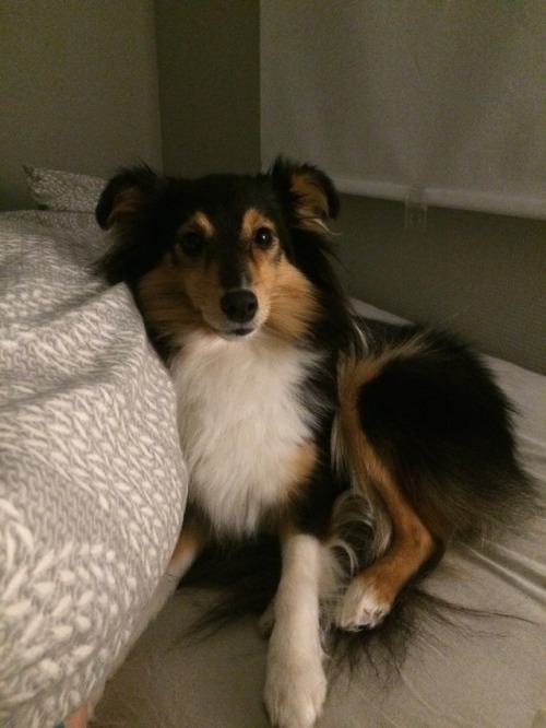 spartathesheltie:A study in shelp