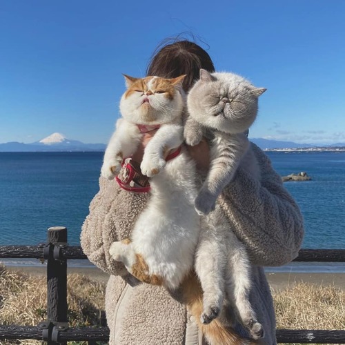 animals-addiction:Chubby cats