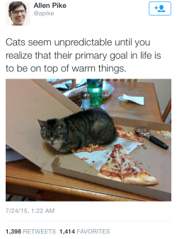 halfofanelephant:  this cat has committed