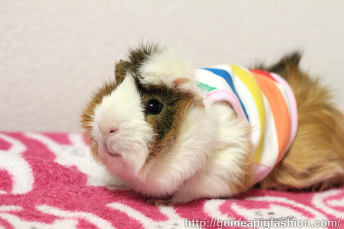 New on shop! 6 tank tops added. Available at Guinea Pig Fashion