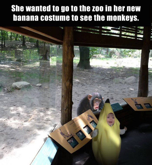 lolcuteanimals:  Shock the monkey?  LOL on We Heart It.