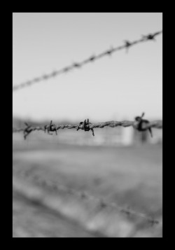 taintedgarden:  Picture taken in Auschwitz-Birkenau death camp. The last place for millions. 