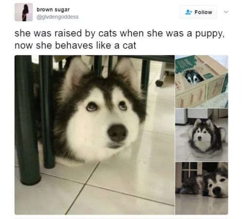 itsagifnotagif:  Dogs are too pure honestly