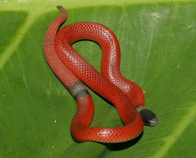 File-tail Ground Snake - Sonora aemula
The genus Sonora (Colubridae) is one lineage of snakes that is relatively poorly known and displays striking colour pattern polymorphism. Members of Sonora are small, arthropod-consuming, semifossorial snakes...