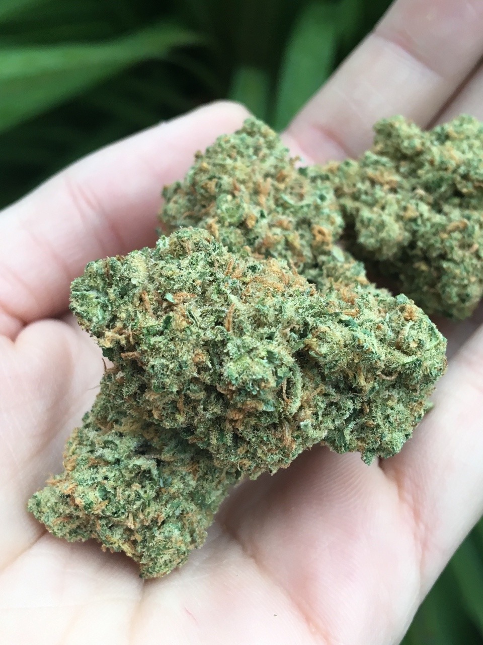 the-royal-oiler:  Sequoia Berry by Capital Cannabis.  