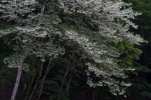 Egonoki flower by Kiyoshi YAMATODANI